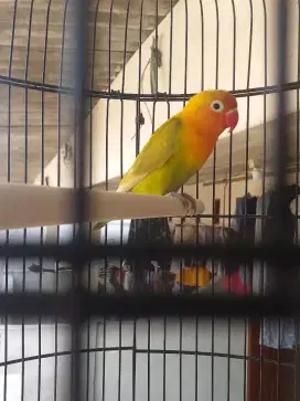Burung lovbet burja