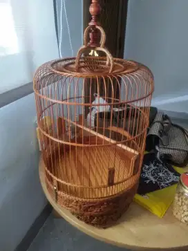 Kandang cungko vietnam asli D30