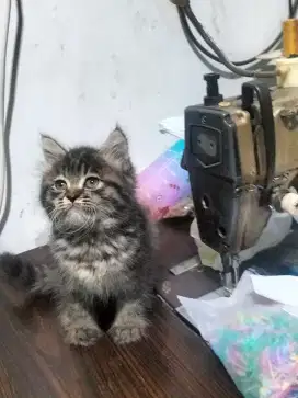 Kucing  Scottish straight betina  kitten