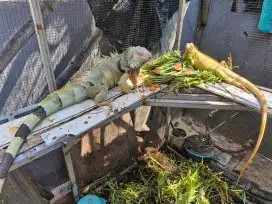 Dijual borongan iguana albino betina, green dan blue