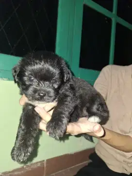 Anjing shitzu mix poode
