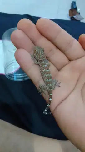 Tokek baby sudah makan jangkrik