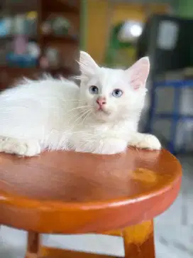 Anak kucing Persia