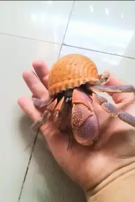 Kelomang jumbo XXL