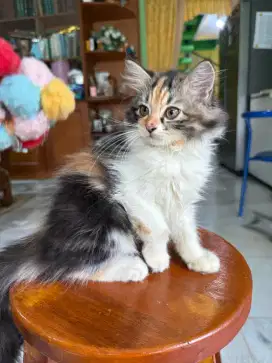 Anak Kucing Persia