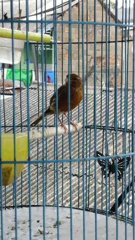 Burung kenari orenge batik cerah