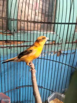 Burung kenari gacor bon simetris