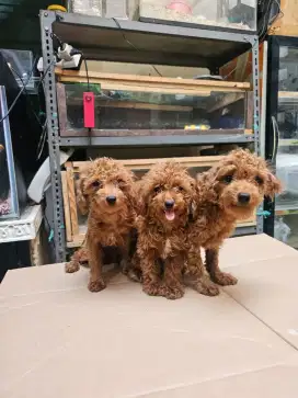 Poodle betina 5bl