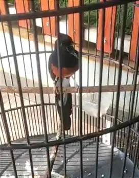 Burung murai rajin / gacor ekor 18-19