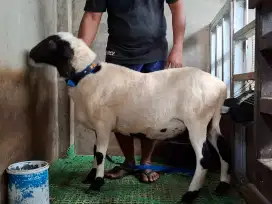 Hewan Qurban Domba: