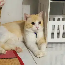 kucing mixdom keturunan persia