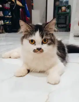 Kucing Persia Peaknos x ragdoll