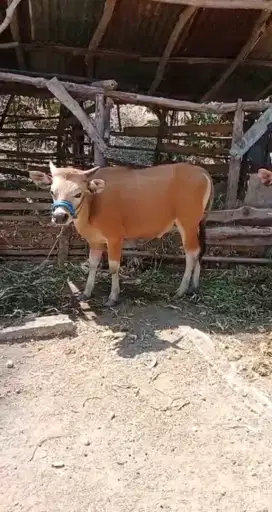 PROMO SAPI QURBAN