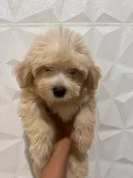Puppies poodle x shitzhu