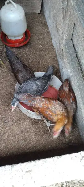 Ayam kampung 3bln
