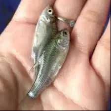 Bibit Ikan Tawes