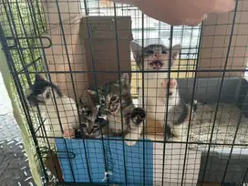 Kitten Lokal gratis