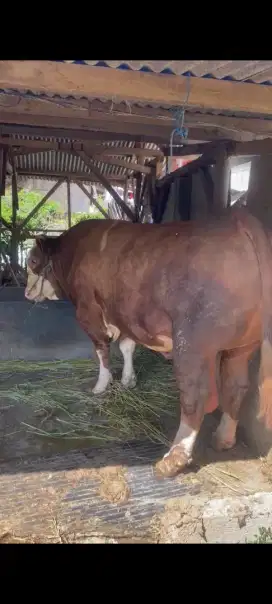 Jual Sapi untuk kurban