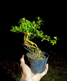 Tanaman bonsai serissa ekspresi