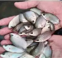 Bibit Ikan Tembakang Cikarang Bekasi