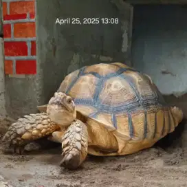 Sulcata Jantan 43cm Highdome Smooth