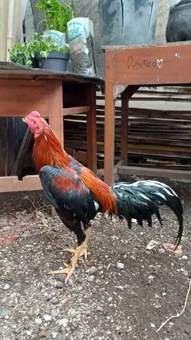 AYAM BK ada silang BiRMA