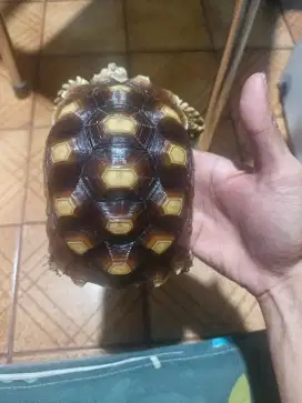 Sulcata 16,5 cm