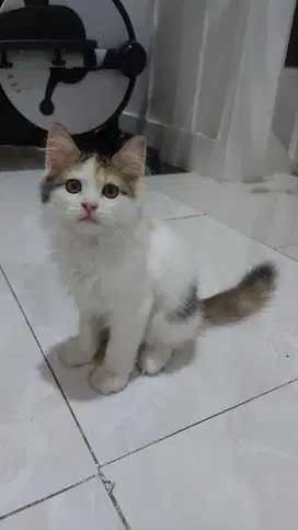 Kucing norwegian betina