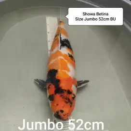 Ikan Koi showa jumbo 52cm BU