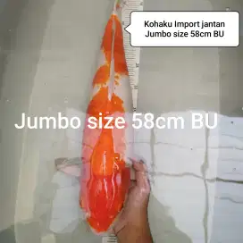 Ikan koi kohaku 2 step jumbo 58cm BU bulky import jepang sertifikat