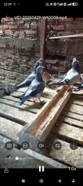 Burung Merpati pos import racing, usia/kelamin campur satuan/pasangan