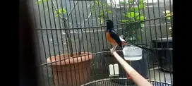 Burung murai medan gacor