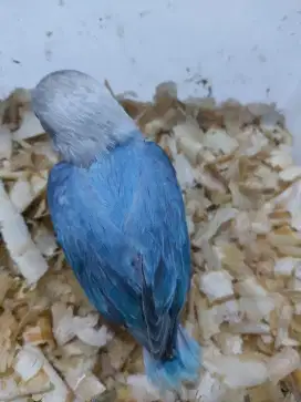 Baby burung lovebird