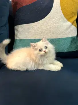 Flatnose mix peaknose