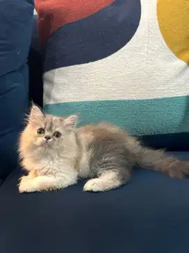Flatnose mix peaknose