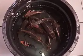 Ikan koi chagoi tembaga