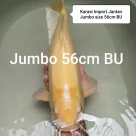 Ikan koi polos karasi jumbo size 56 BU import jepang sertifikat