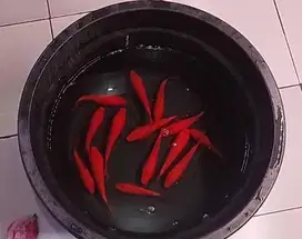 Ikan koi Benigoi