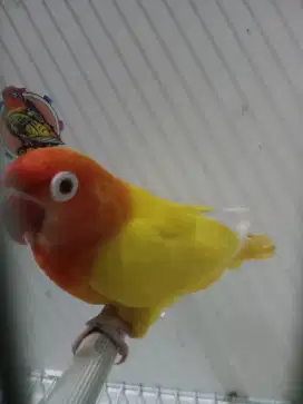 Lovebird biola lutino mm