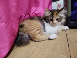 Open Adopsi Kucing Lucu