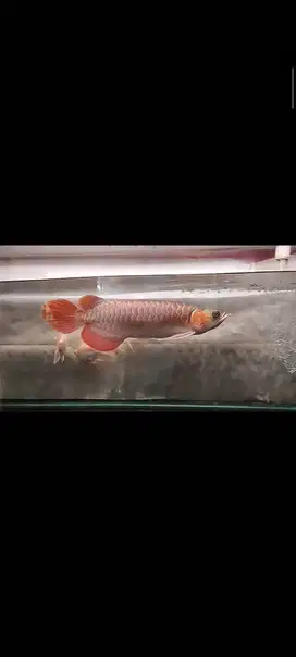Ikan Arwana Super Red