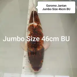 Ika koi budo goromo 2 step bulky jumbo size 46cm BU blitar jantan
