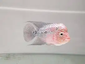 Ikan louhan kamfa