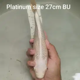 Ikan koi platinum size 27cm BU