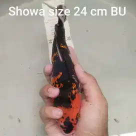 Ikan koi showa ginrin size 24 cm BU