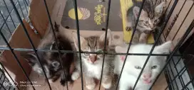 4 anak kucing lucu2 dan ibu nya