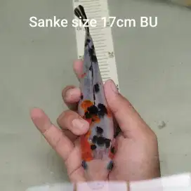 Ikan koi sanke size 17Cm BU HQ