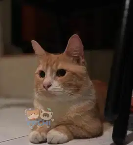 Kucing Munchkin Standard Jantan