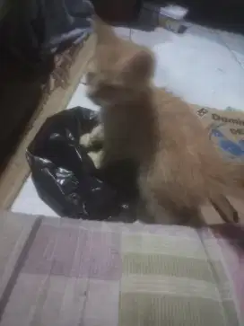 Di lepas adopsi