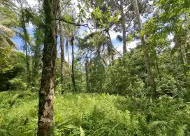 Tanah kebun murah di selemadeg Tabanan Bali